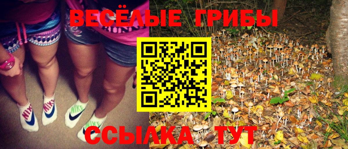закладки  Вход с VPN  Чита  Псилоцибиновые грибы GOLDEN TEACHER 